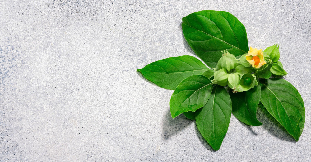 Wat zijn de gezondheidsvoordelen van ashwagandha?