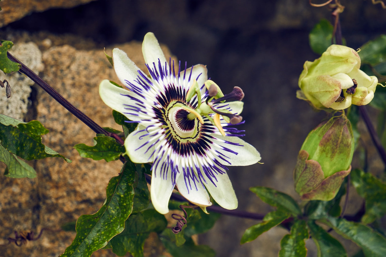 Découverte de la « Fleur de la Passion » : La Passiflore