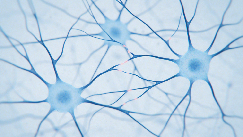 Huperzin A: Mechanismus, Studien, Dosen und Vorsichtsmaßnahmen