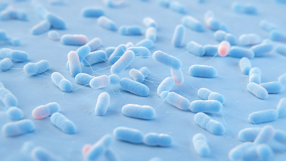 Lactobacillus reuteri: Stämme, Studien und mögliche Erwartungen