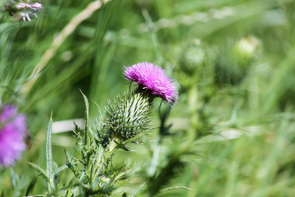 Mariadistel, of Onze-Lieve-Vrouwedistel
