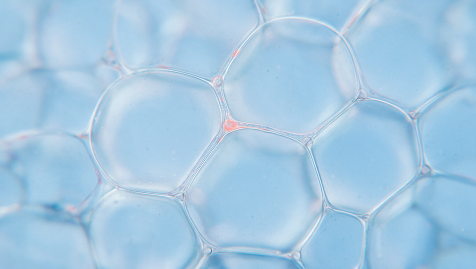 Cellules graisseuses (adipocytes) vues au microscope, teintées de bleu ciel, avec une touche de corail